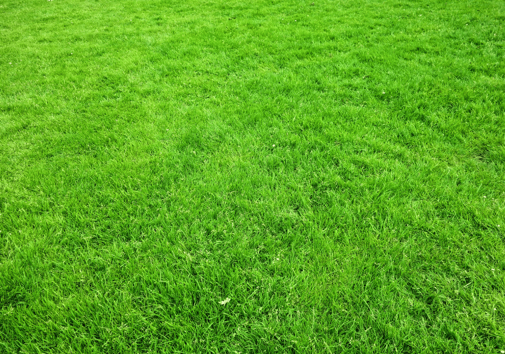 Healthy green grass